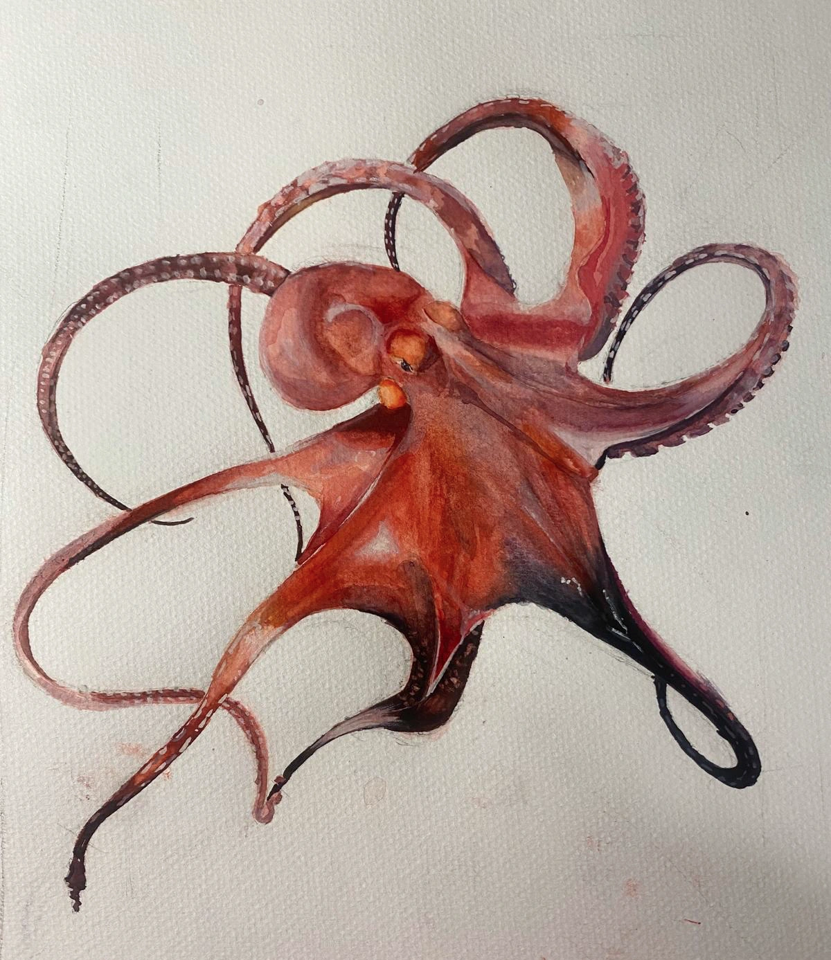 Octopus